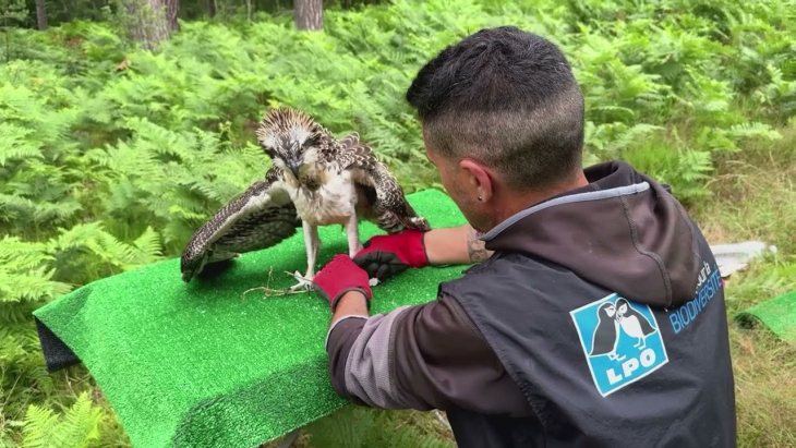Immersion dans une séance de baguage du balbuzard pêcheur